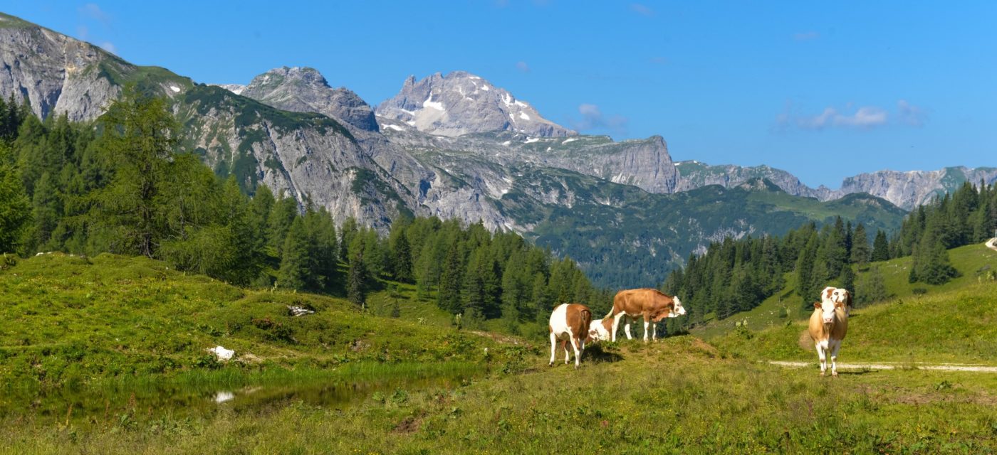 Picture of cows in the mountains in Austria