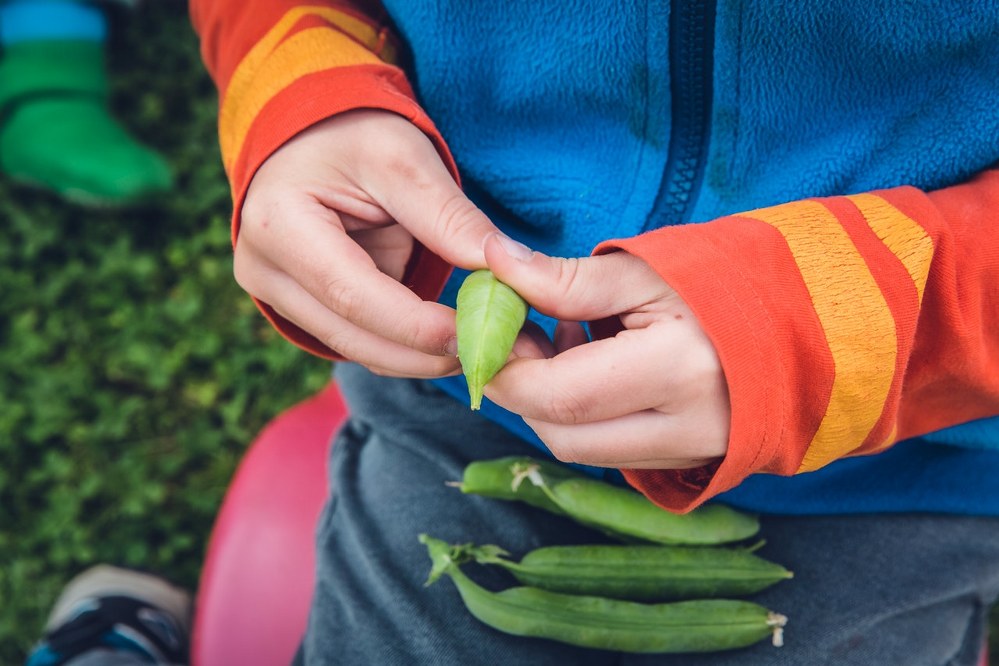 vegetable garden - child opening harvested bean pod