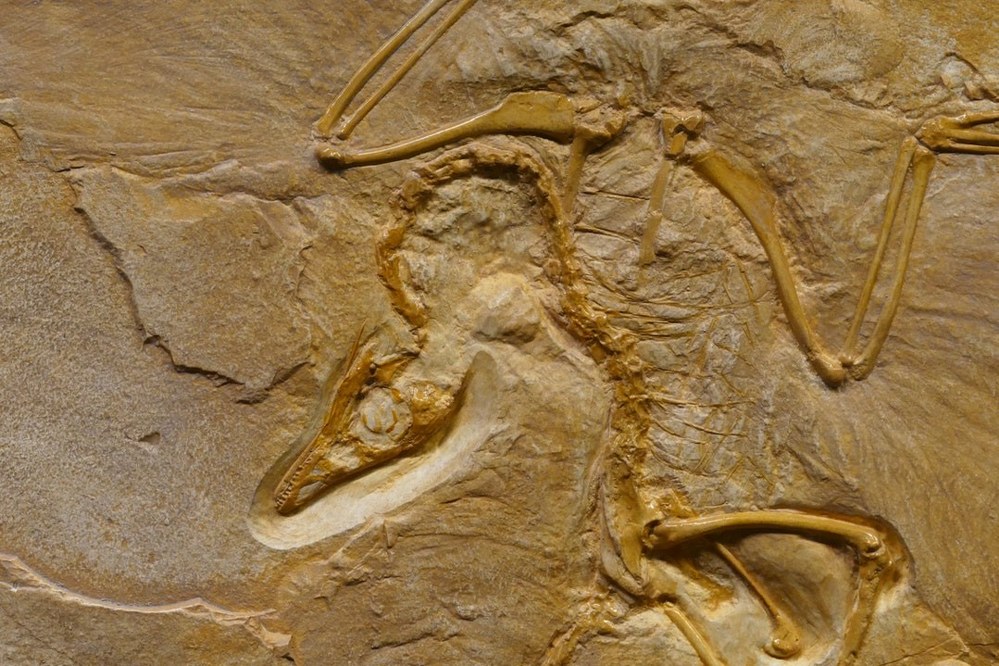Dinosaur Fossil from Jurrasic coastline in South West England