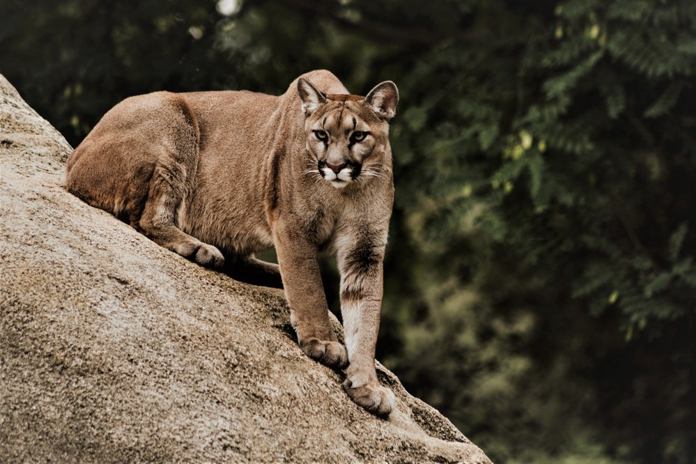 Johannesburg Zoo