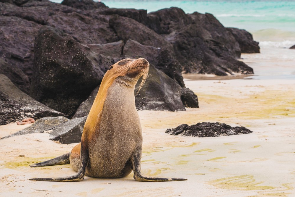sea lions on Galapagos beach