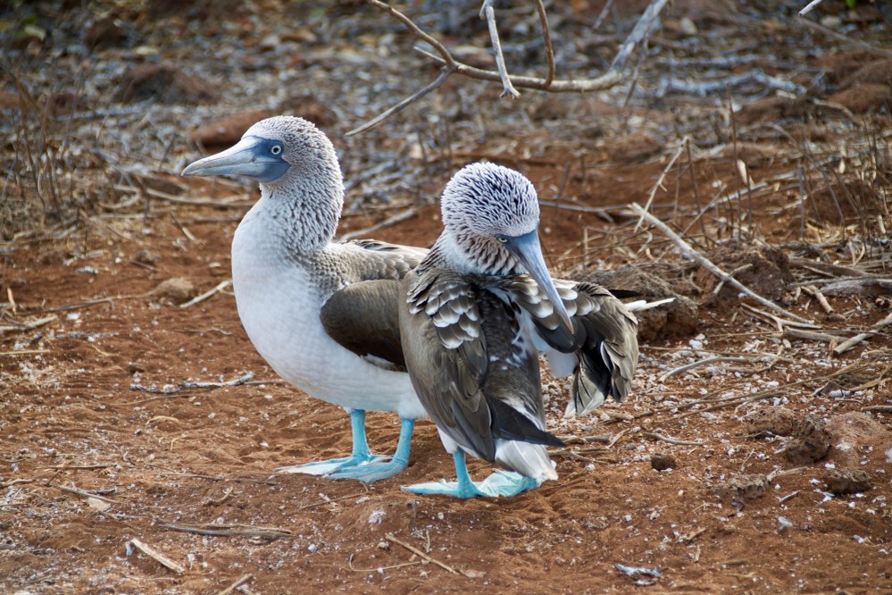 blue-footed booby in Galapagos