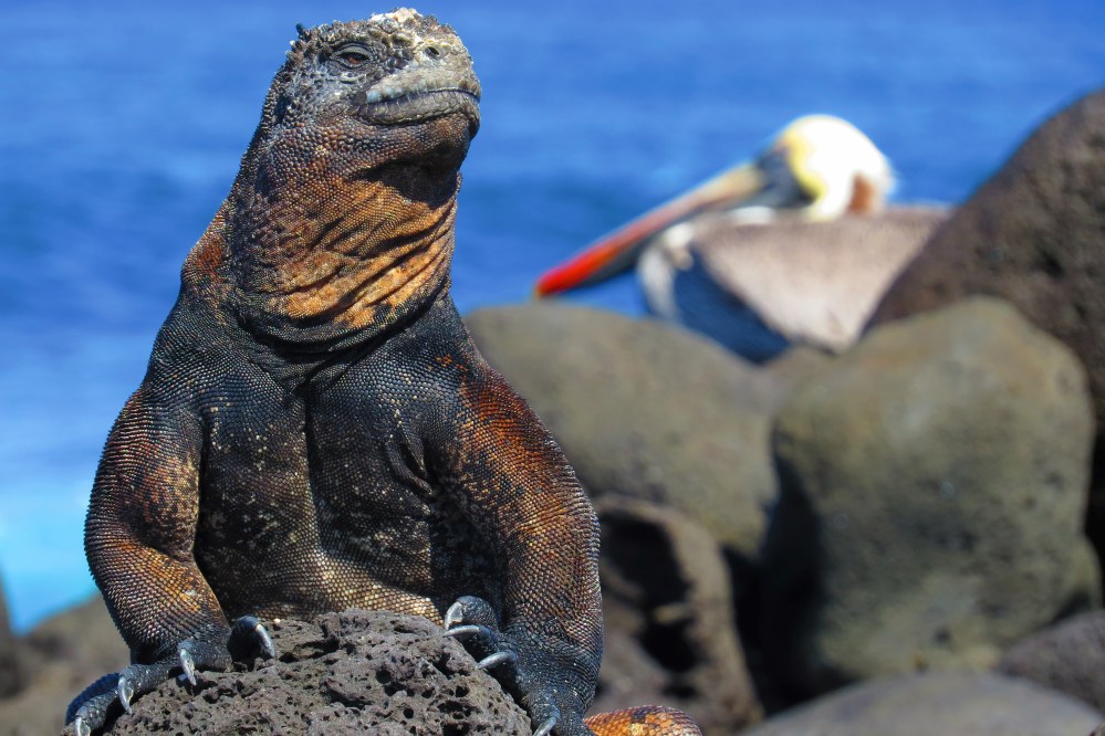 Galapagos iguanas