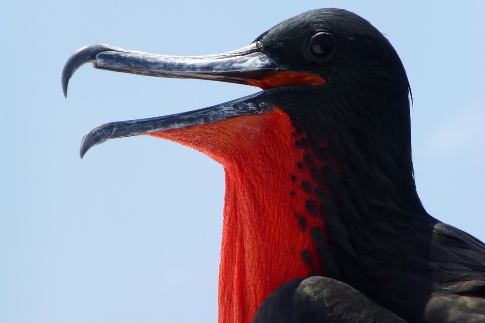 native frigate in Galapagos