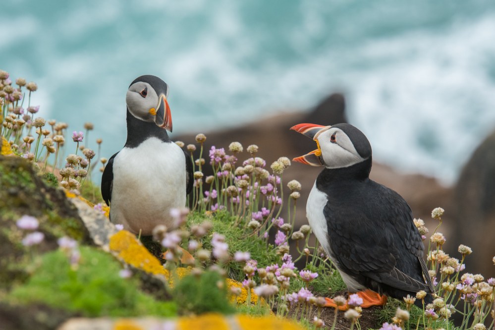 puffins in Ireland