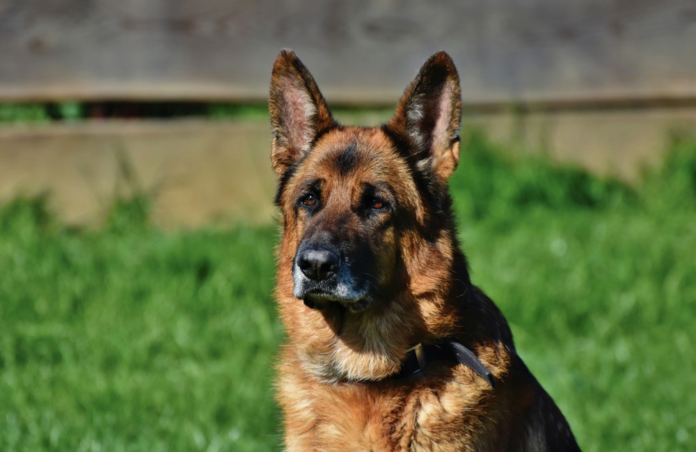 A Guide to Caring for a Large Dog