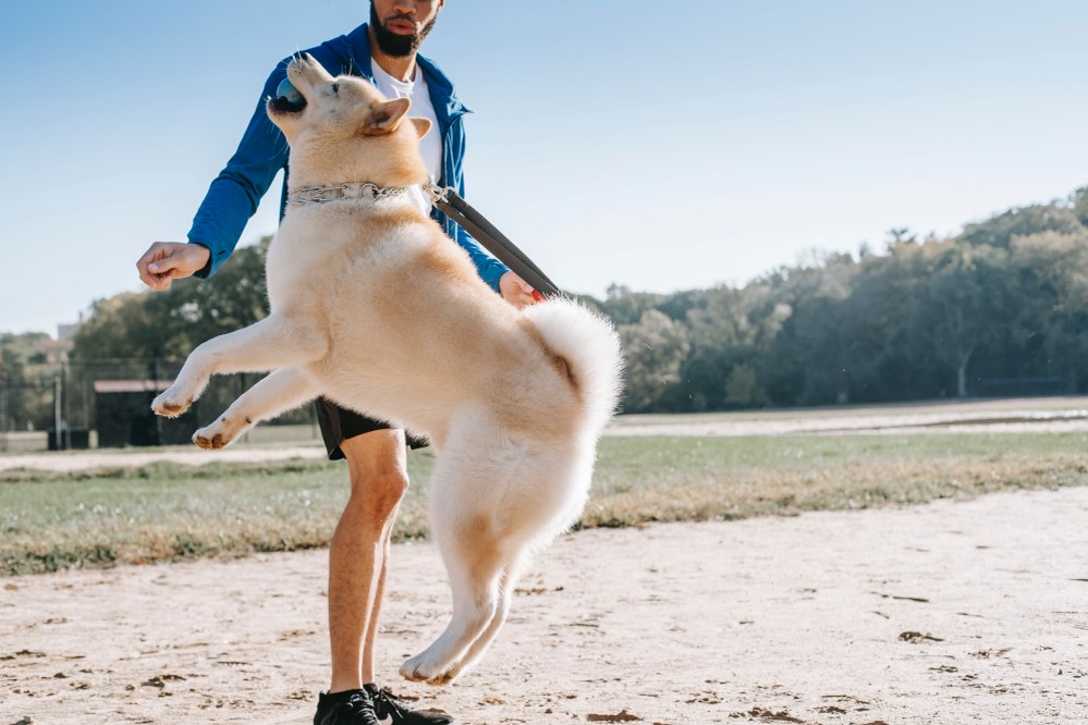 training large dog