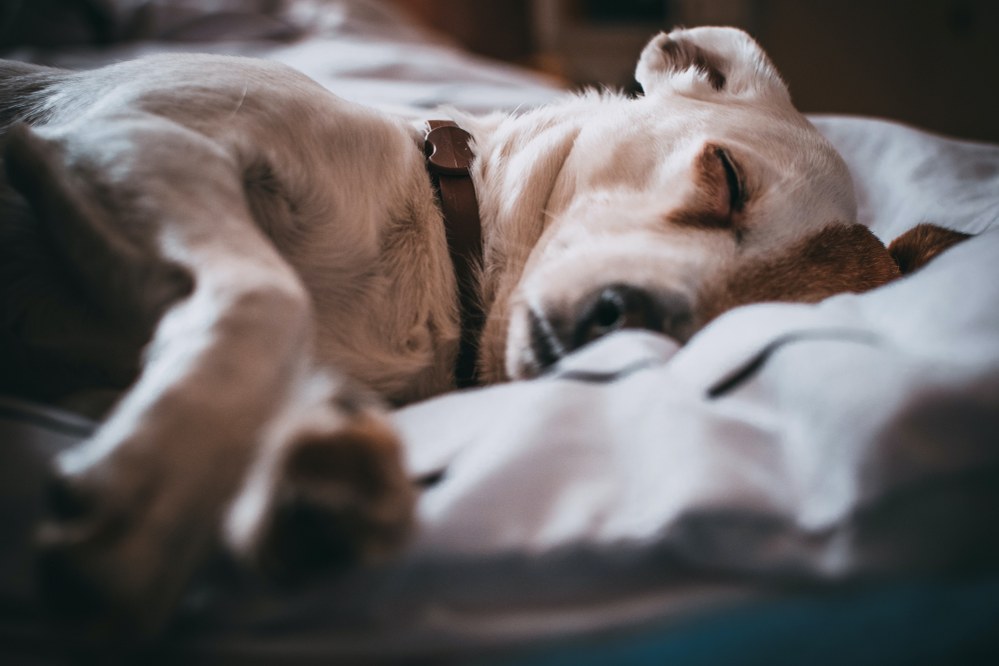 large dog sleeping