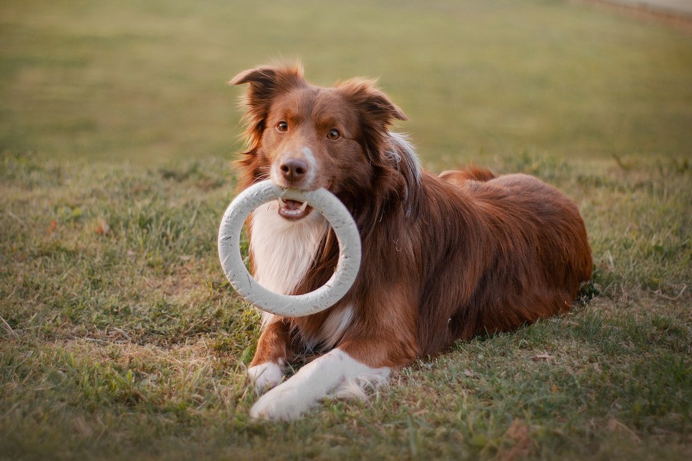 dog with toy in mouth