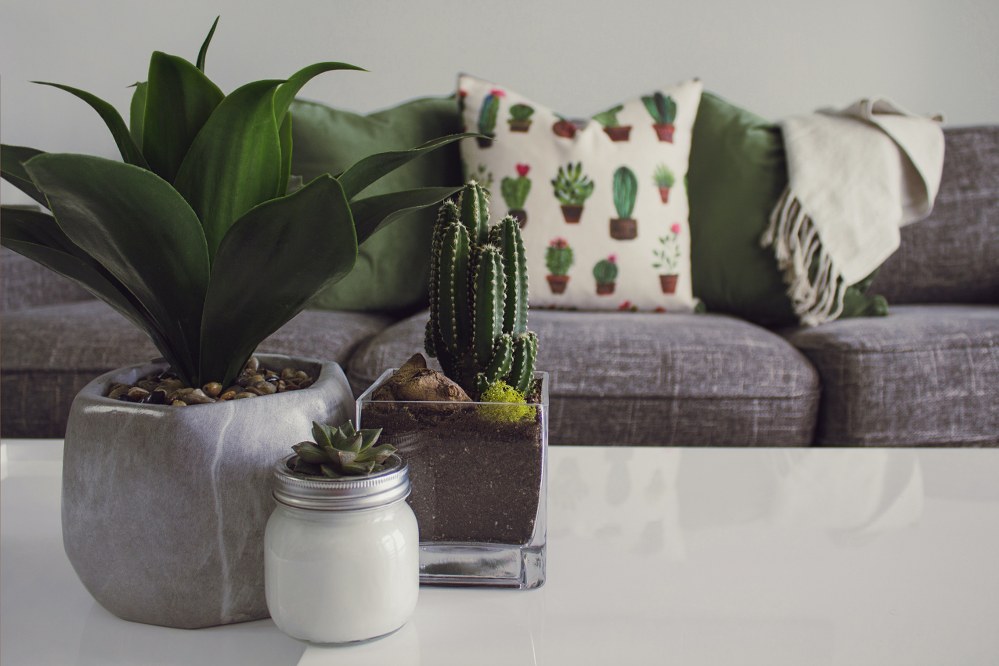 plants on living room table