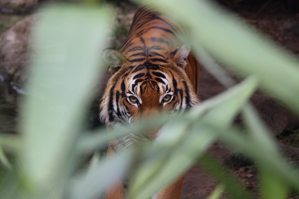 Houston zoo